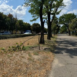 В Николаеве неизвестные сломали молодые деревья. Фото: Николаевские парки