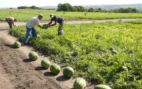 Сбор урожая, иллюстративные фото из открытых источников