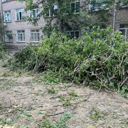 Снесенные возле областной больницы в Николаеве деревья, фото: «НикВести»