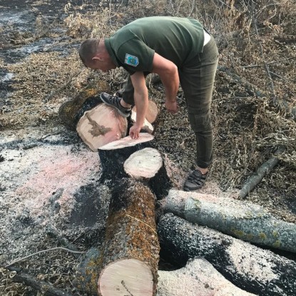 У селі на Миколаївщині місцевий спиляв дерева в лісосмузі, фото: екоінспекція,