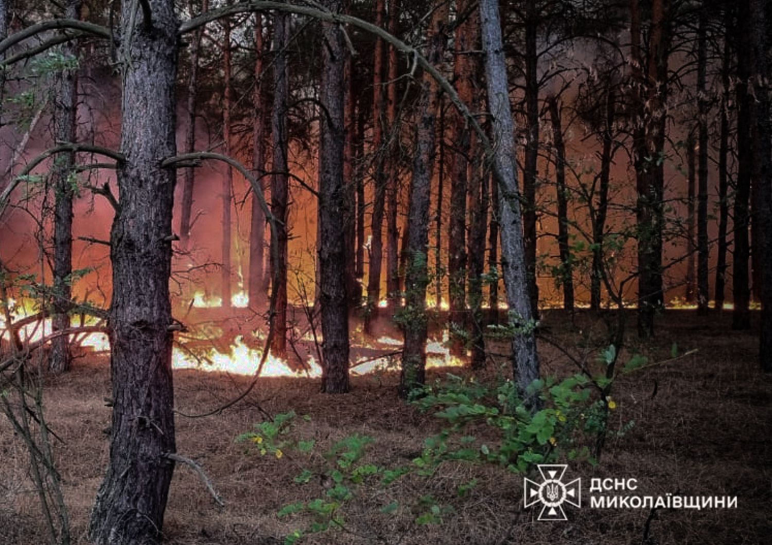 Пожежі у Миколаївській області 10-11 серпня / Фото: ДСНС Миколаївщини