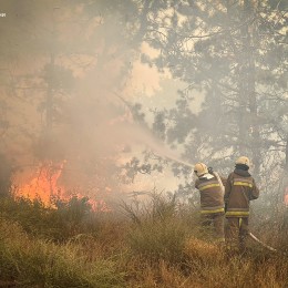 Пожежа на території Андріївського лісу у Миколаївському районі, фото: ДСНС Миколаївщини