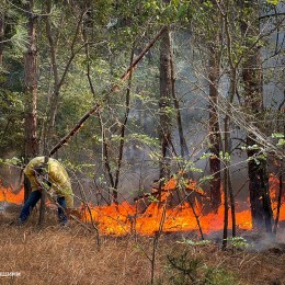 Пожежа на території Андріївського лісу у Миколаївському районі, фото: ДСНС Миколаївщини