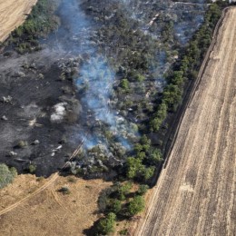 Масштабна пожежа лісосмуги поблизу Миколаєва, фото: ДСНС Миколаївщини