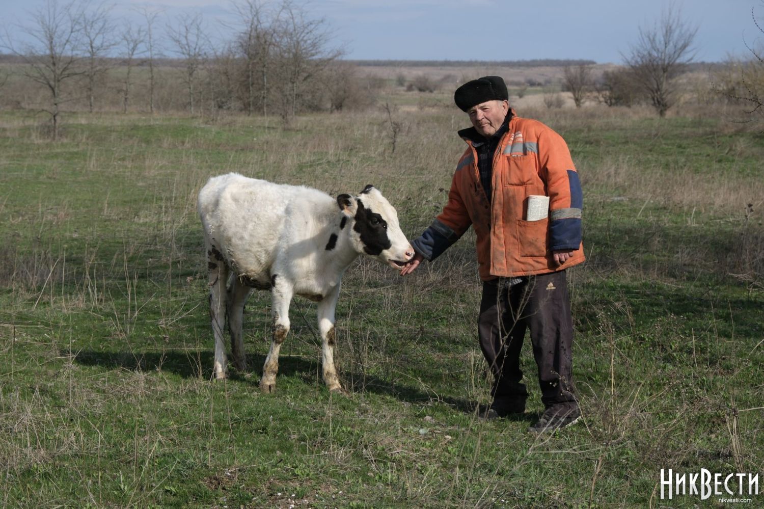 A resident of Snigurivka grazes cattle on a minefield, photo