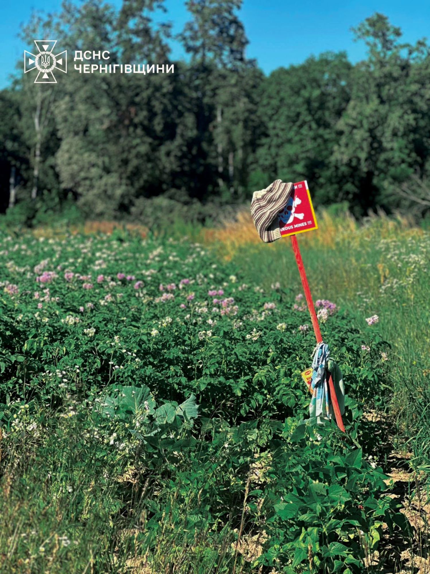 in Chernihiv region, local people tie up seedlings with signs «Dangerous, mines!"