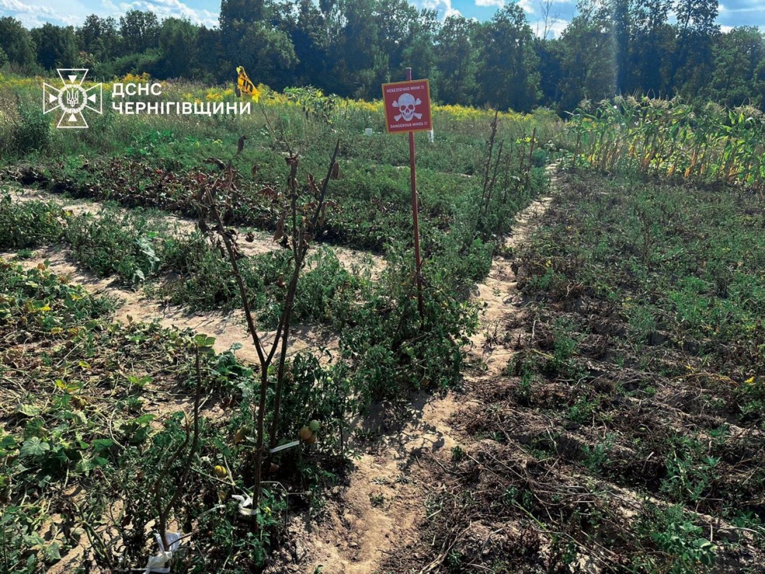 in Chernihiv region, local people tie up seedlings with signs «Dangerous, mines!"