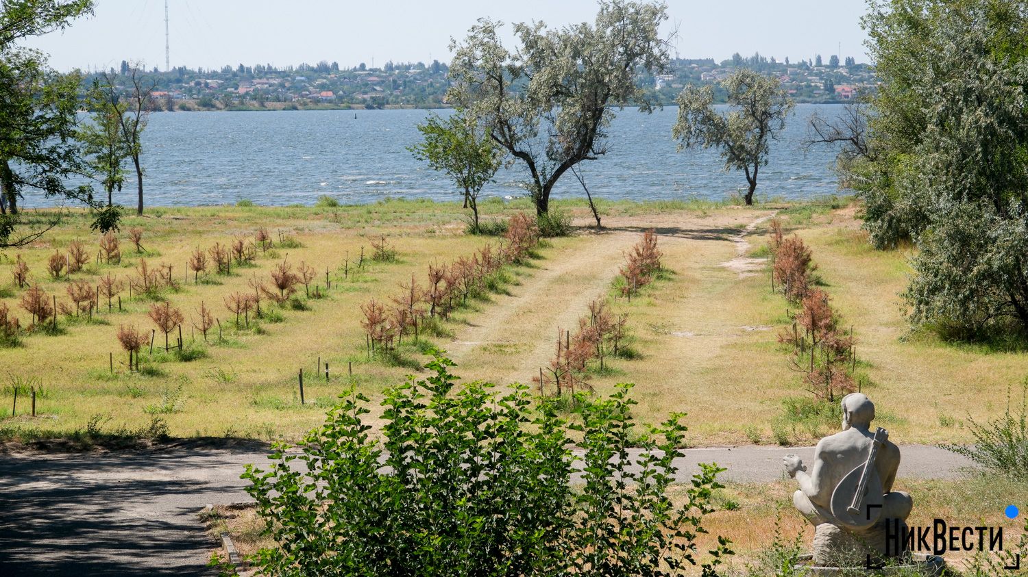 Christmas trees in Mykolaiv Park «Peremoga», August 2024, photo «NykVesty"