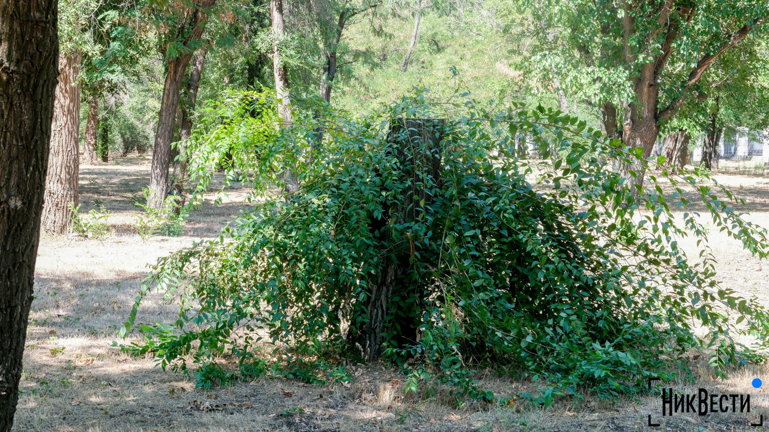 A tree in Mykolaiv Park «Peremoga», photo «Nikvesti"