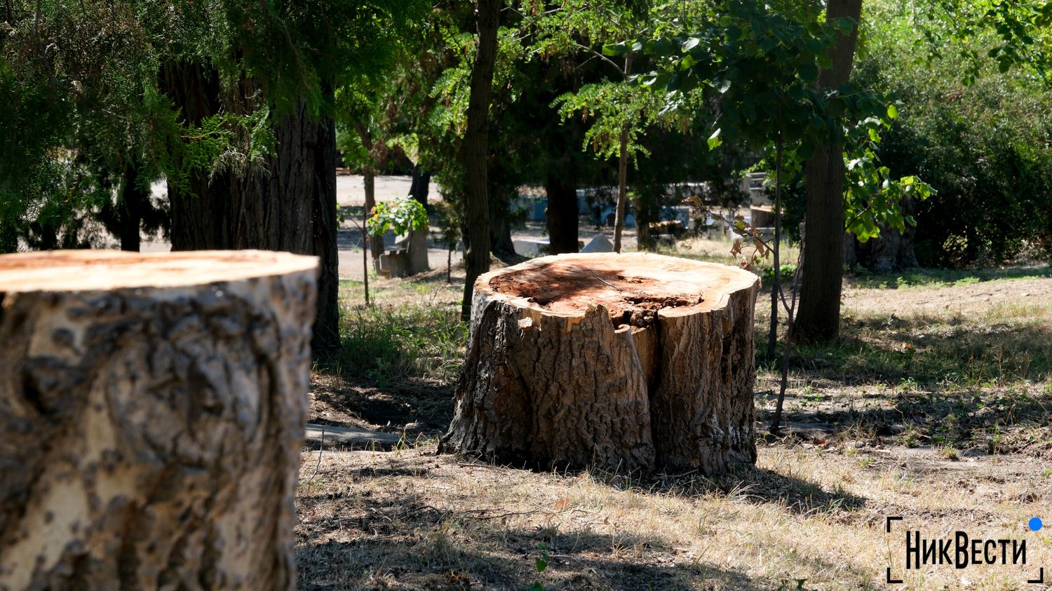 Cut down trees in Peremoga park in Mykolaiv, photo «Nikvesti"