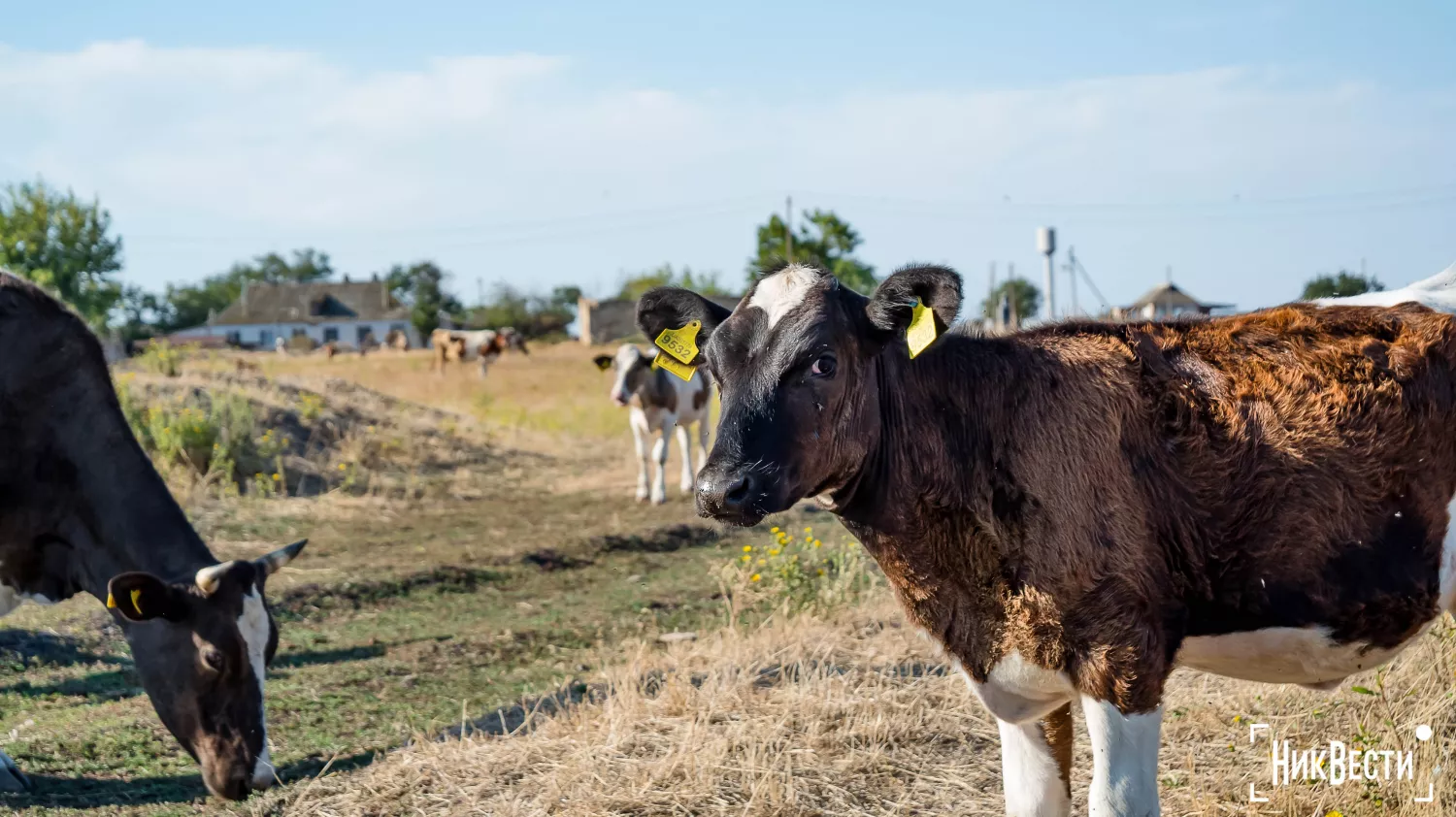 The territory of the farm in the village of Loktsyne. Photo: Serhiy Ovcharyshyn, «NikVesti"