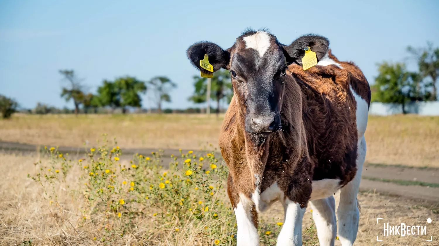 The territory of the farm in the village of Loktsyne. Photo: Serhiy Ovcharyshyn, «NikVesti"