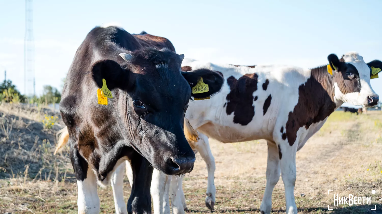 Cows on a farm in Lotskyny. Photo: «NikVesti"