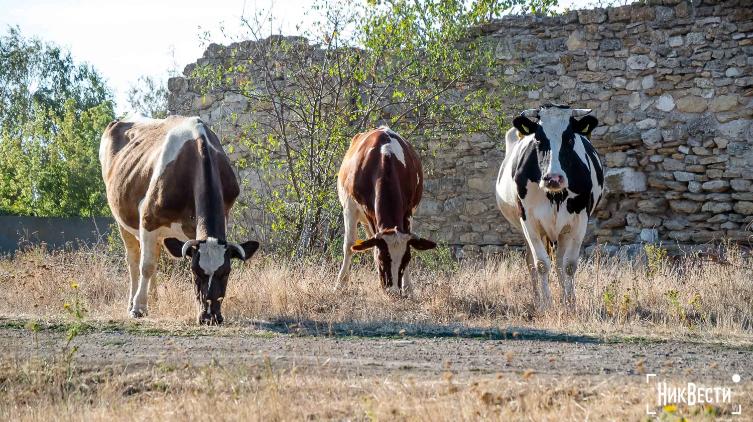 A farm in the village of Lotskine. Photo: «NikVesti"