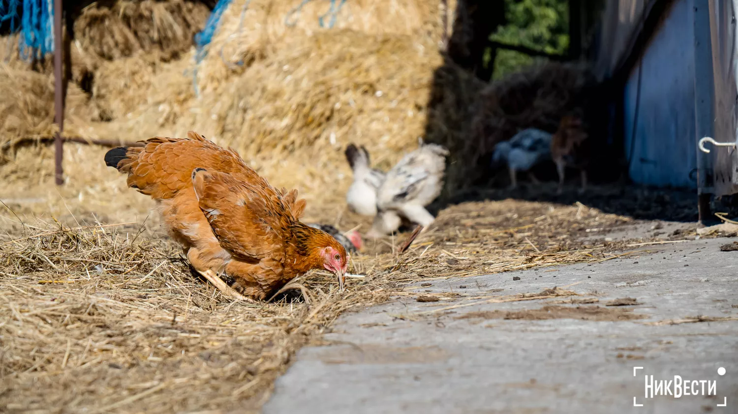 The territory of the farm in the village of Loktsyne. Photo: Serhiy Ovcharyshyn, «NikVesti"