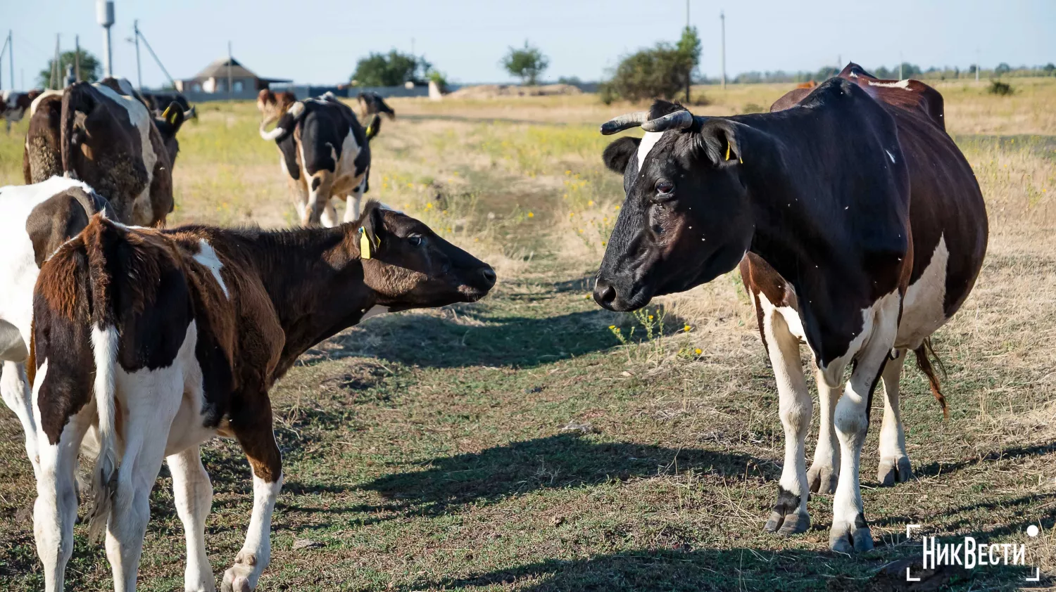 The territory of the farm in the village of Loktsyne. Photo: Serhiy Ovcharyshyn, «NikVesti"