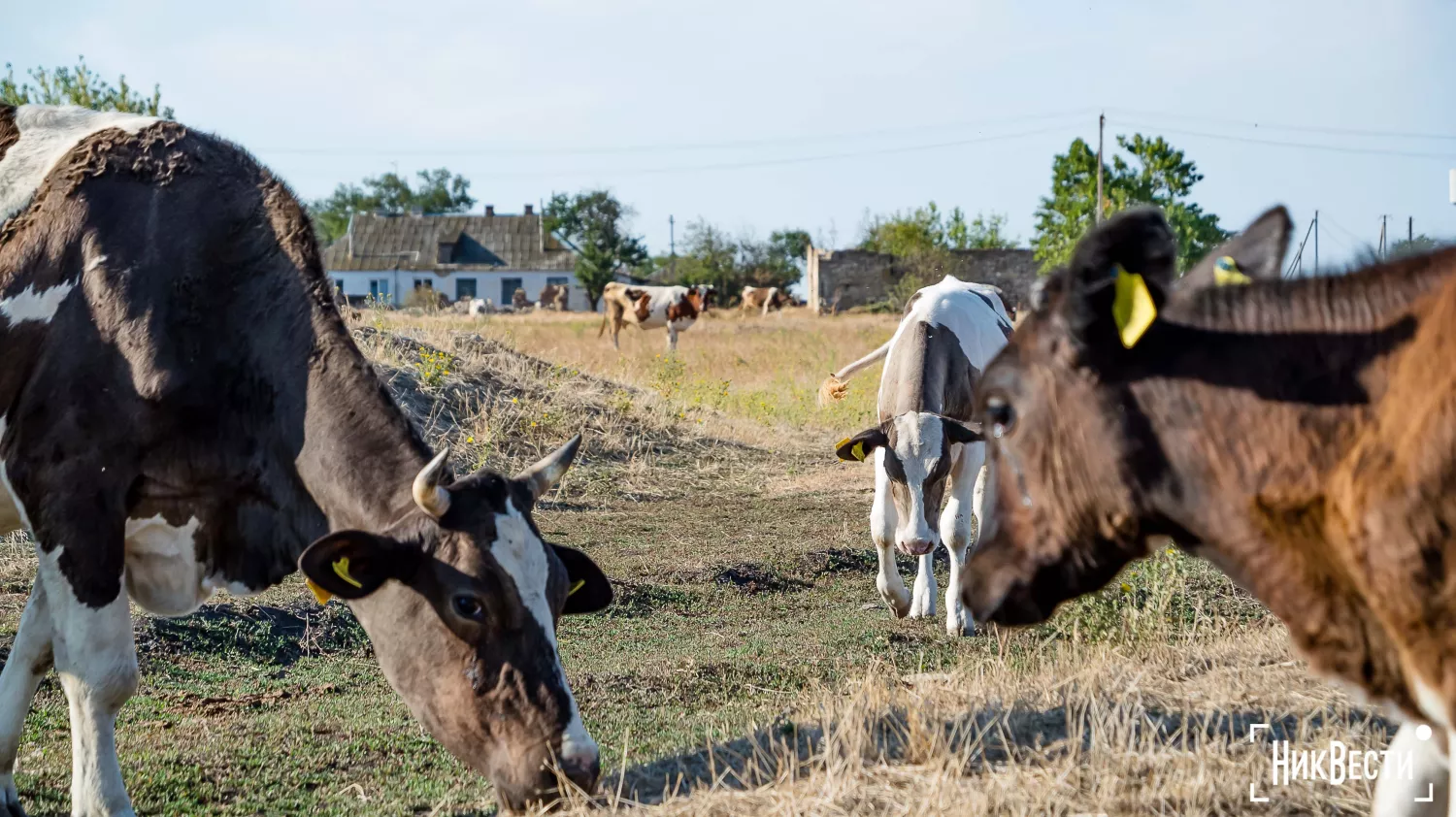 The territory of the farm in the village of Loktsyne. Photo: Serhiy Ovcharyshyn, «NikVesti"