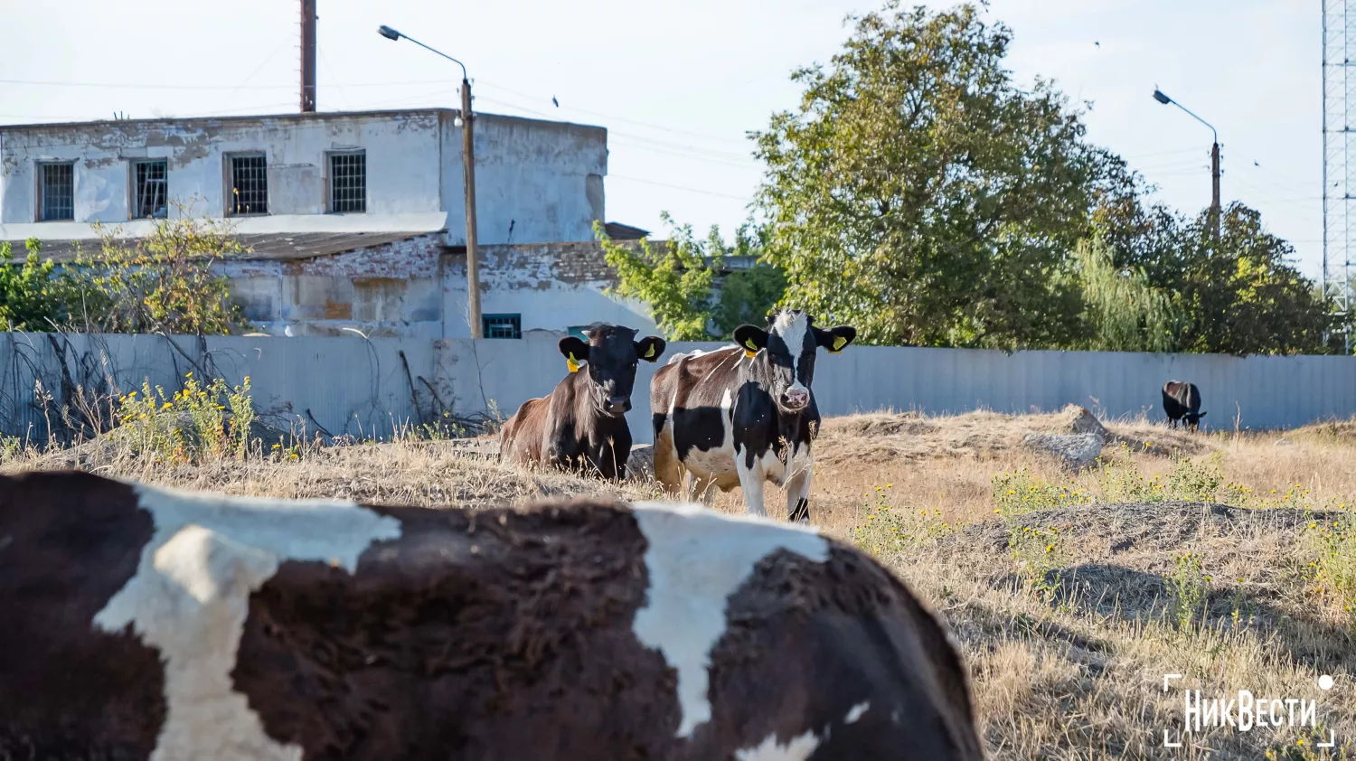 The owner of the Love in the Pasture farm. Photo: «NikVesti"