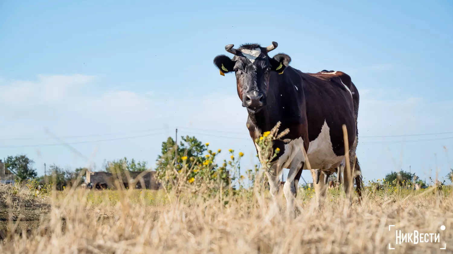 The owner of a farm in the village of Lotskine. Photo: «NikVesti"