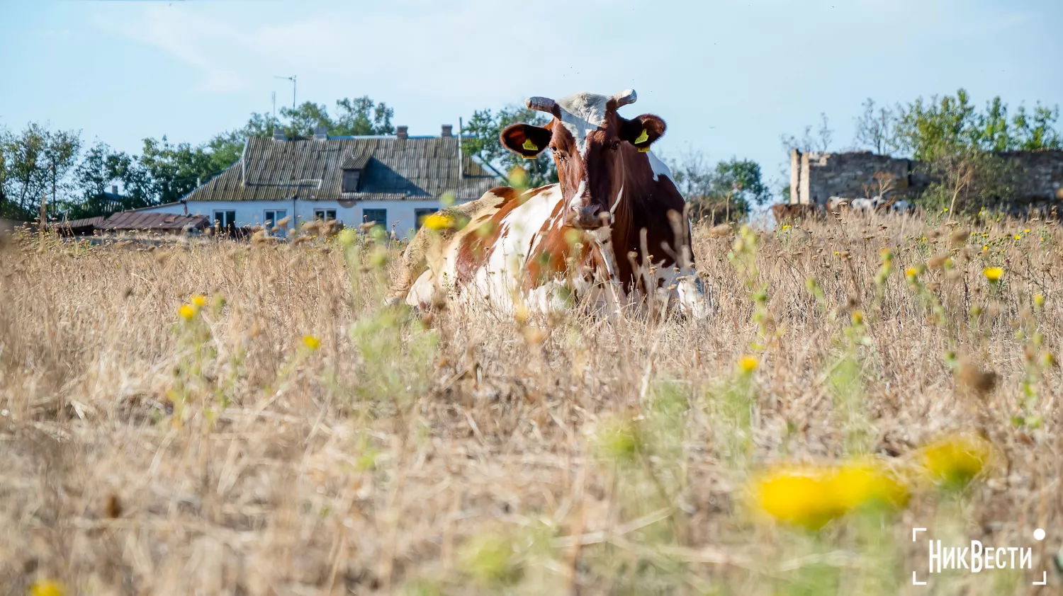 A cow on a farm in Lotskyny. Photo: «NikVesti"