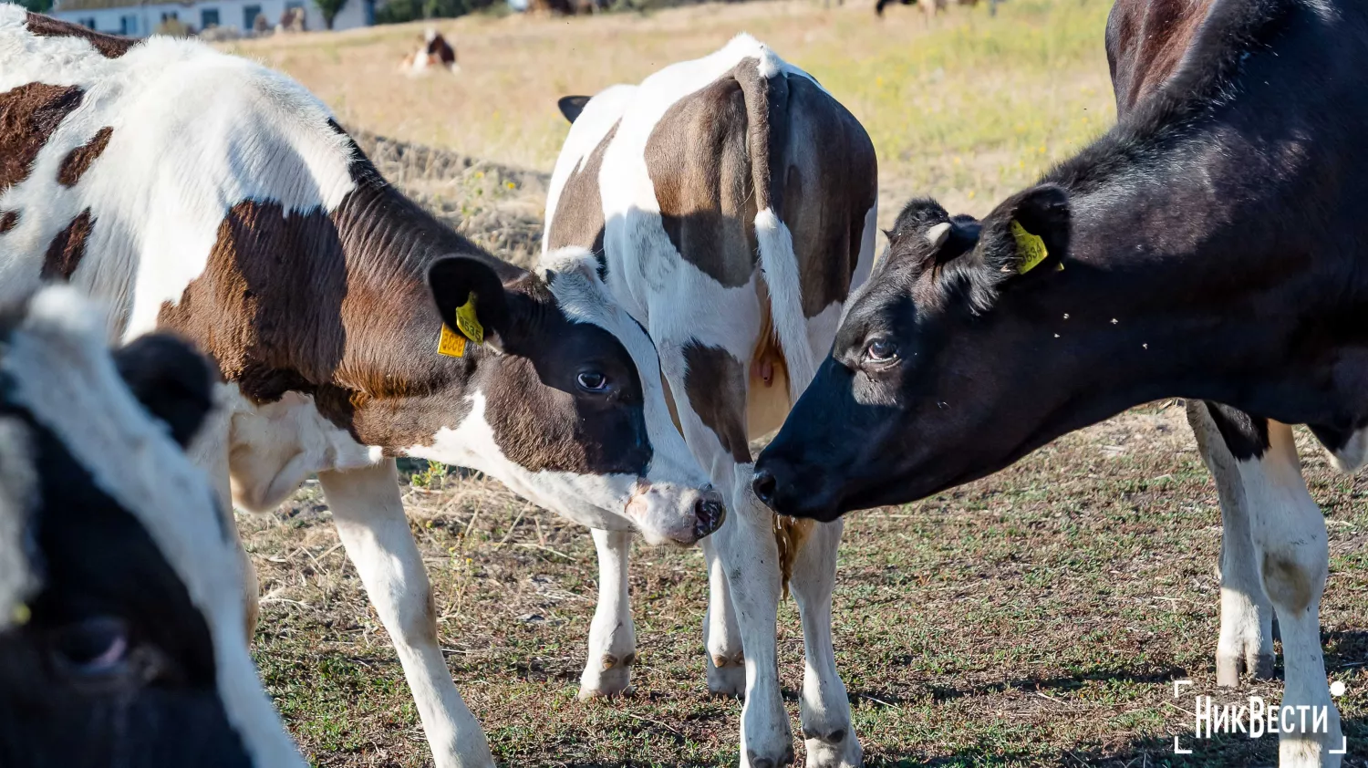 The territory of the farm in the village of Loktsyne. Photo: Serhiy Ovcharyshyn, «NikVesti"