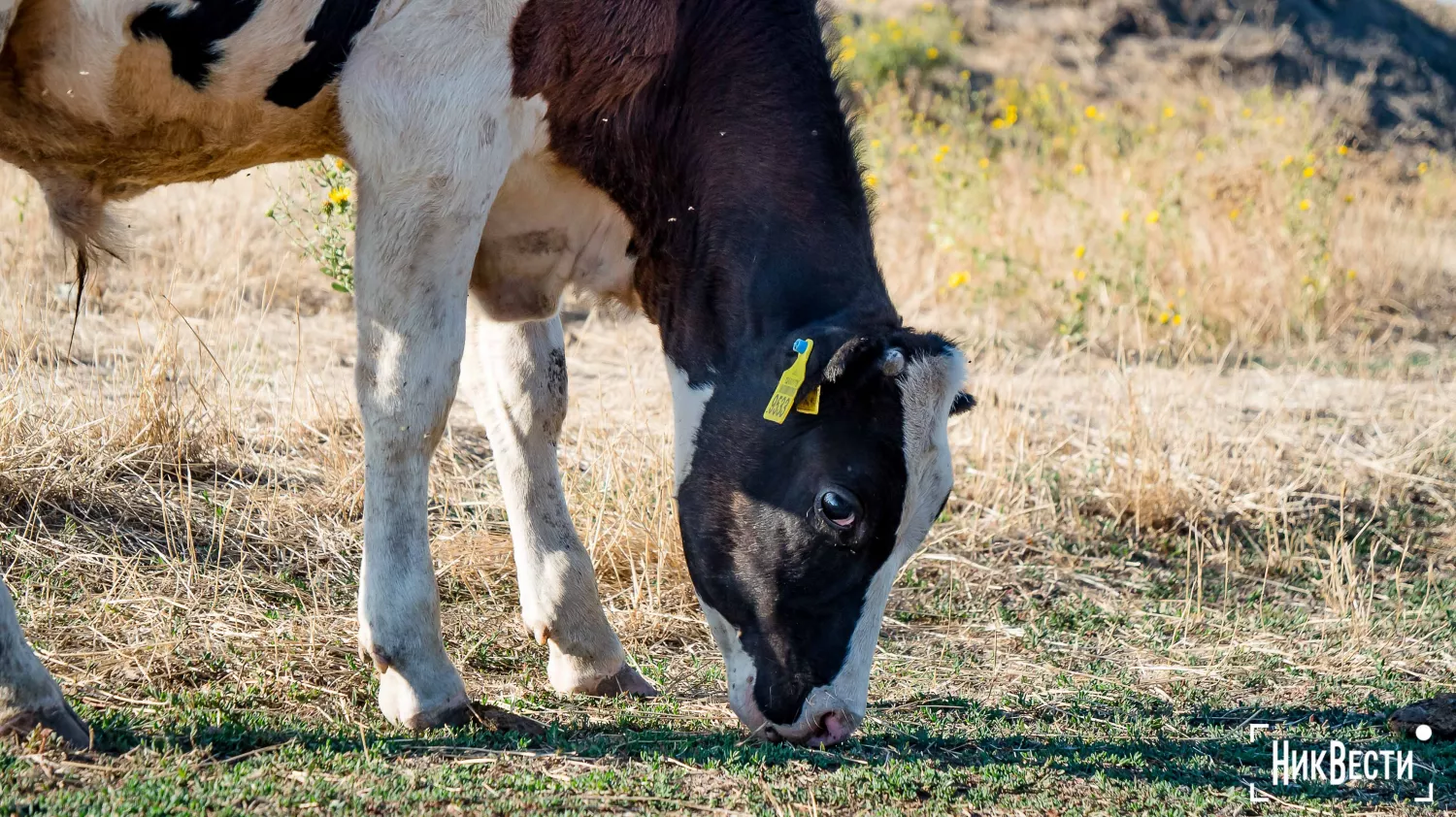 The territory of the farm in the village of Loktsyne. Photo: Serhiy Ovcharyshyn, «NikVesti"