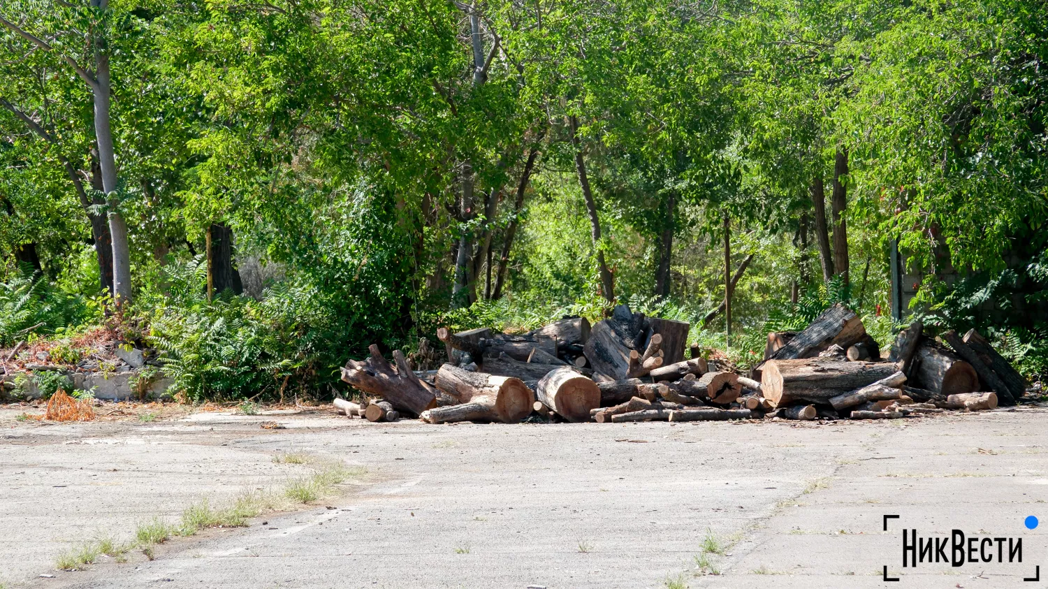 Cut down trees in Peremoga park in Mykolaiv, photo «Nikvesti"