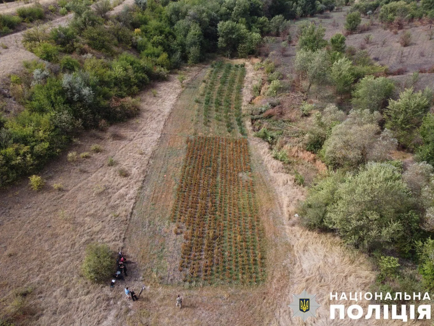 На Херсонщині поліцейські знайшли посів конопель на понад 10 мільйонів гривень. Фото: Поліція Херсонщини