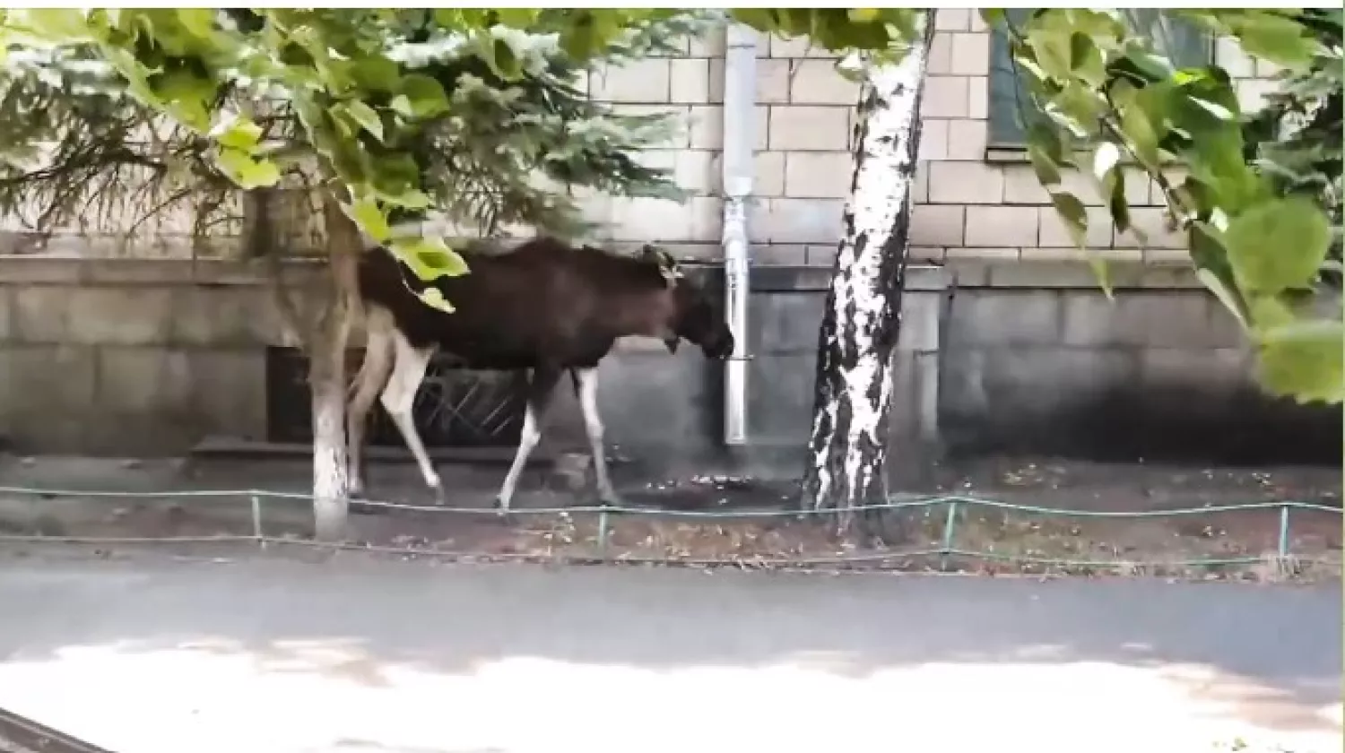 Лось гуляв по вулицях Києва. Скриншот з відео