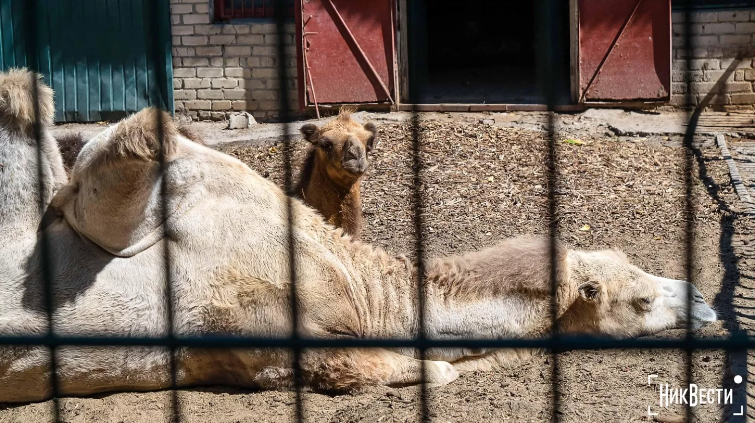 Николаевский зоопарк, фото «НикВести»