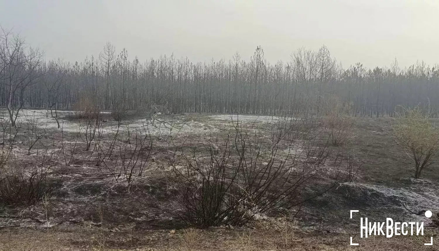 У Вознесенському районі загорівся ліс. Фото: «МикВісті»