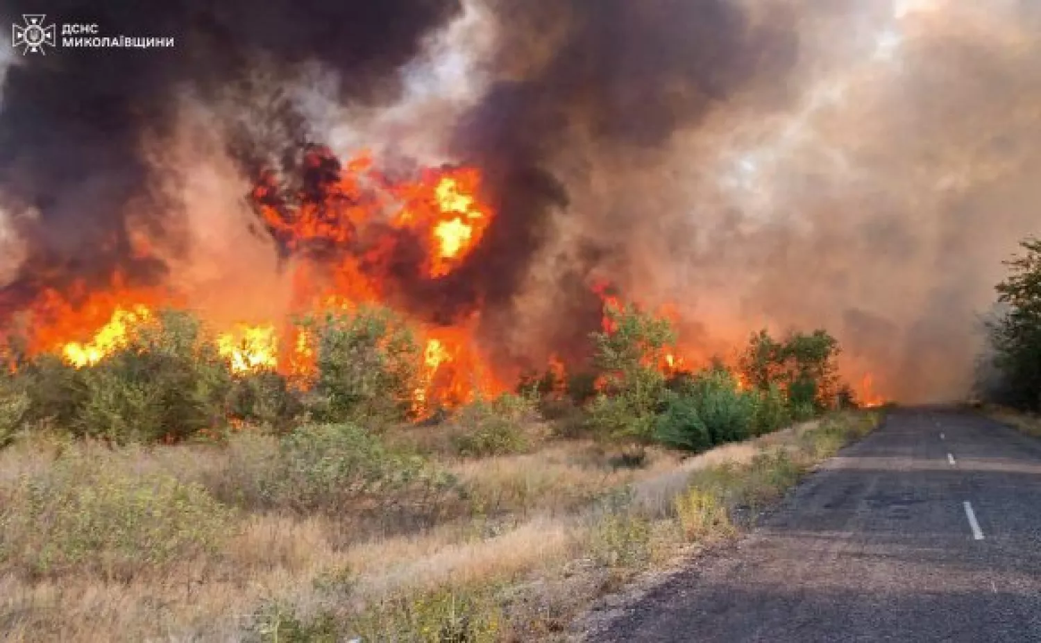 У Вознесенському районі загорівся ліс. Фото: ДНСН Миколаївщини