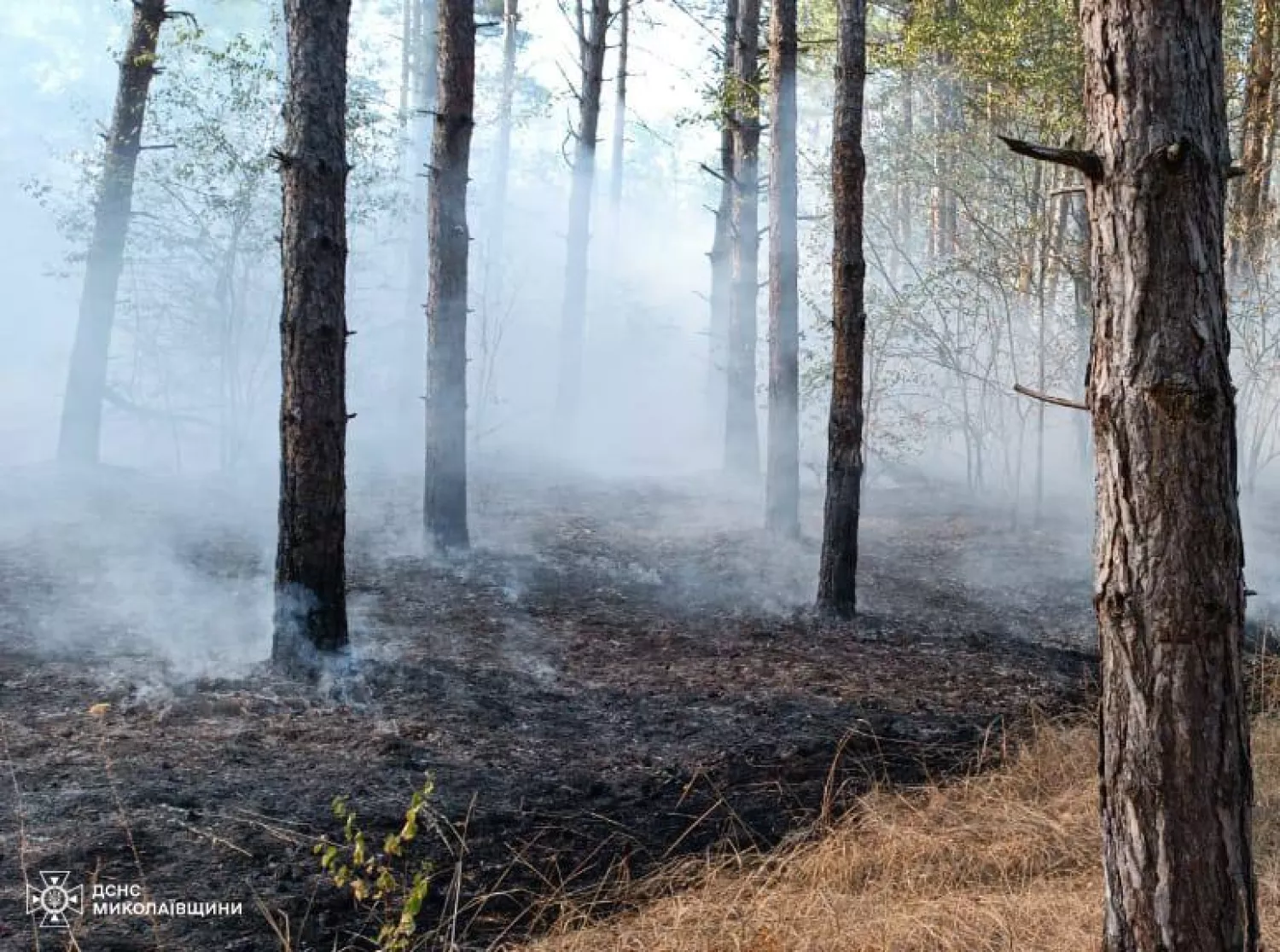 У Вознесенському районі загорівся ліс. Фото: ДНСН Миколаївщини