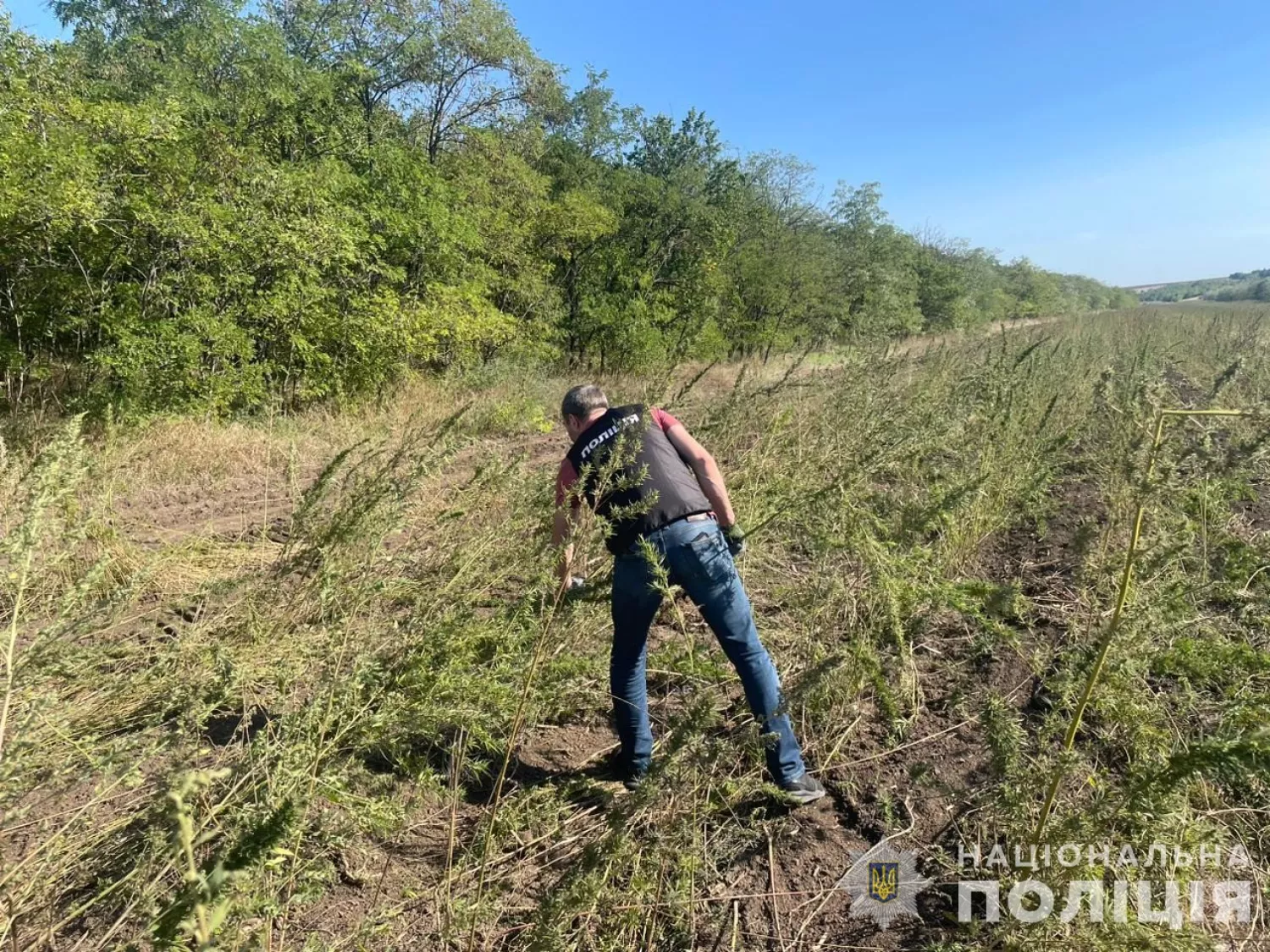 На Одещині виявили плантацію конопель на майже 300 млн грн, фото: Нацполіція