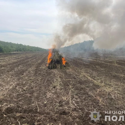 На Одещині виявили плантацію конопель на майже 300 млн грн, фото: Нацполіція