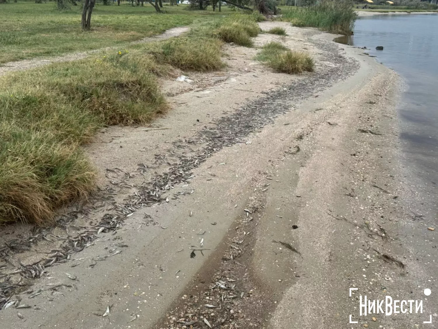 Plague of fish on the shore in Peremohy Park in Mykolaiv, photo: «MykVisti"