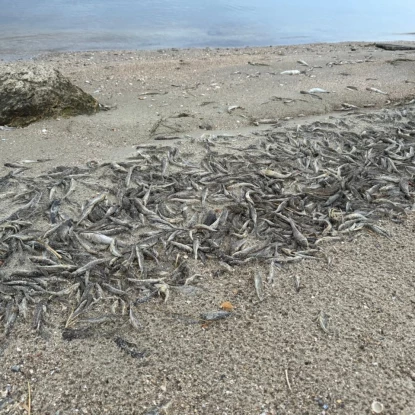 Plague of fish on the shore in Peremohy Park in Mykolaiv, photo: «MykVisti"