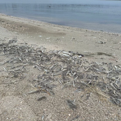 Plague of fish on the shore in Peremohy Park in Mykolaiv, photo: «MykVisti"