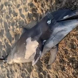 Dead dolphins were found on the coast of Odesa, the photo was published by Ivan Rusev