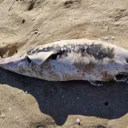 Dead dolphins were found on the coast of Odesa, the photo was published by Ivan Rusev