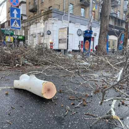 «Миколаївські парки» обрізали платани по вулиці Соборній. Фото: «МикВісті»