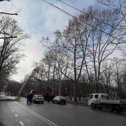 8 січня в Миколаєві поновили скандальну обрізку дерев на Соборній. Фото: «НикВести»