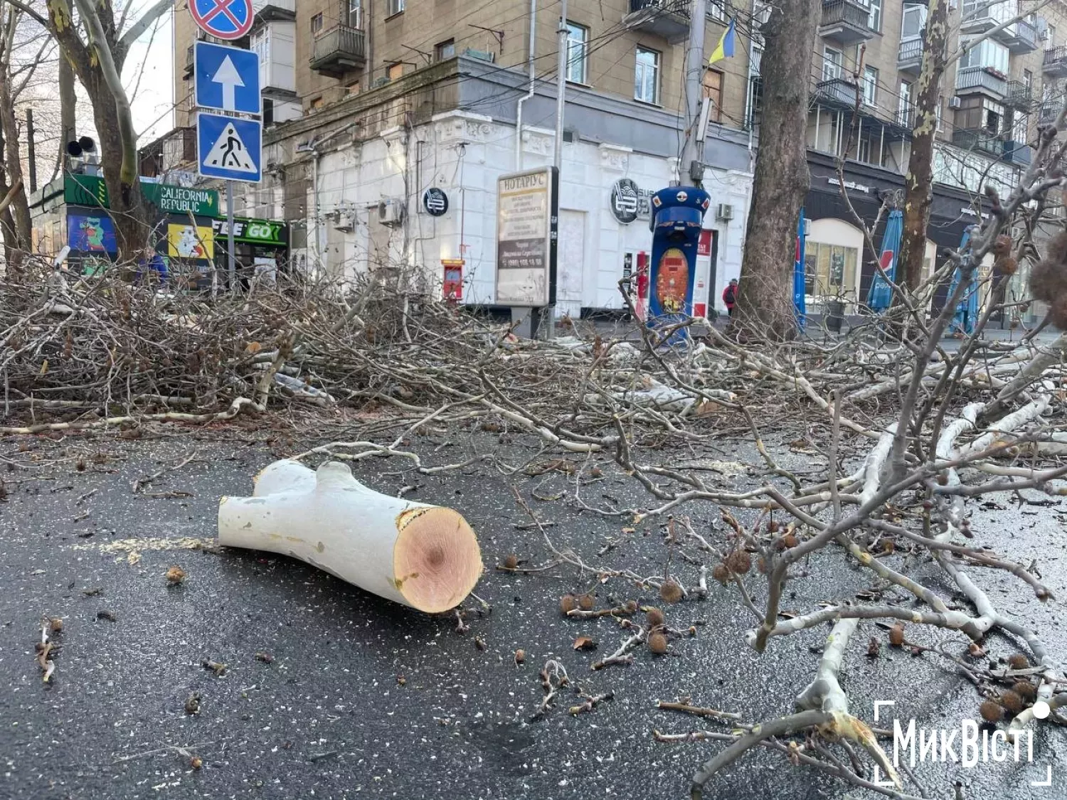 Працівники «Миколаївських парків» обрізають платани по вулиці Соборній у Миколаєві. Фото: «МикВісті»