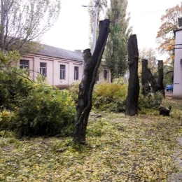 Спиляні дерева акації на 9 Слобідській, фото: Держекоінспекція