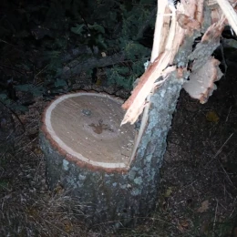 На Миколаївщині «чорні лісоруби» зрубали 23 дуби. Фото: Держекоінспекція