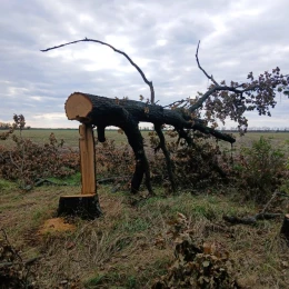 На Миколаївщині «чорні лісоруби» зрубали 23 дуби. Фото: Держекоінспекція