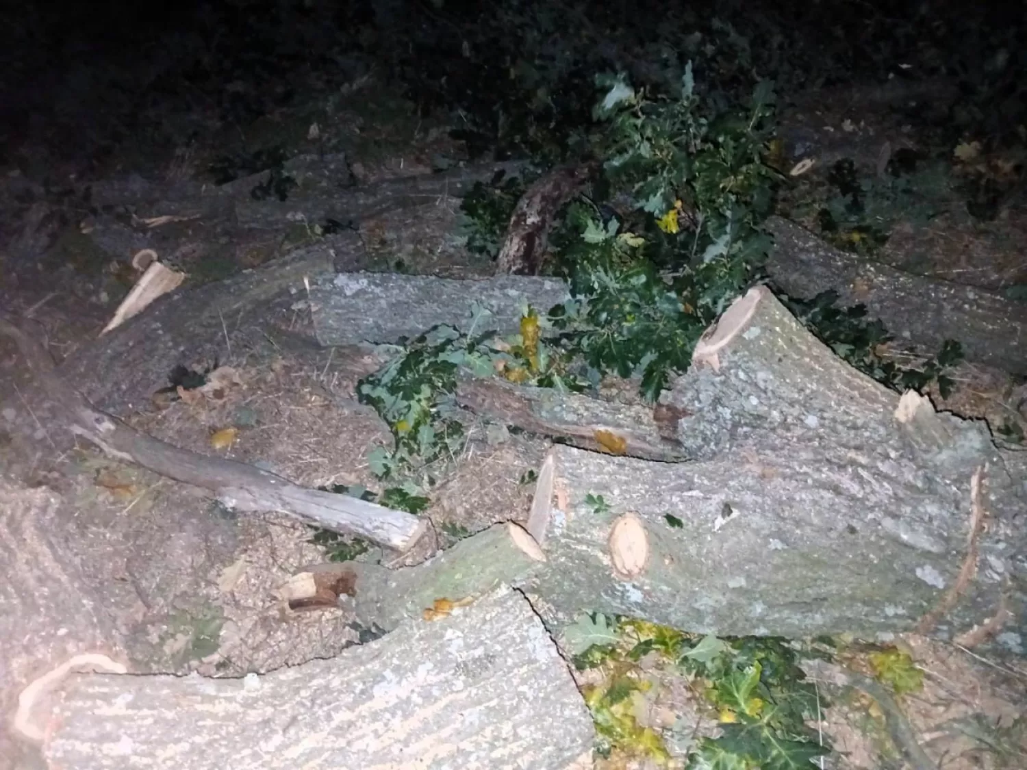 На Миколаївщині «чорні лісоруби» зрубали 23 дуби. Фото: Держекоінспекція