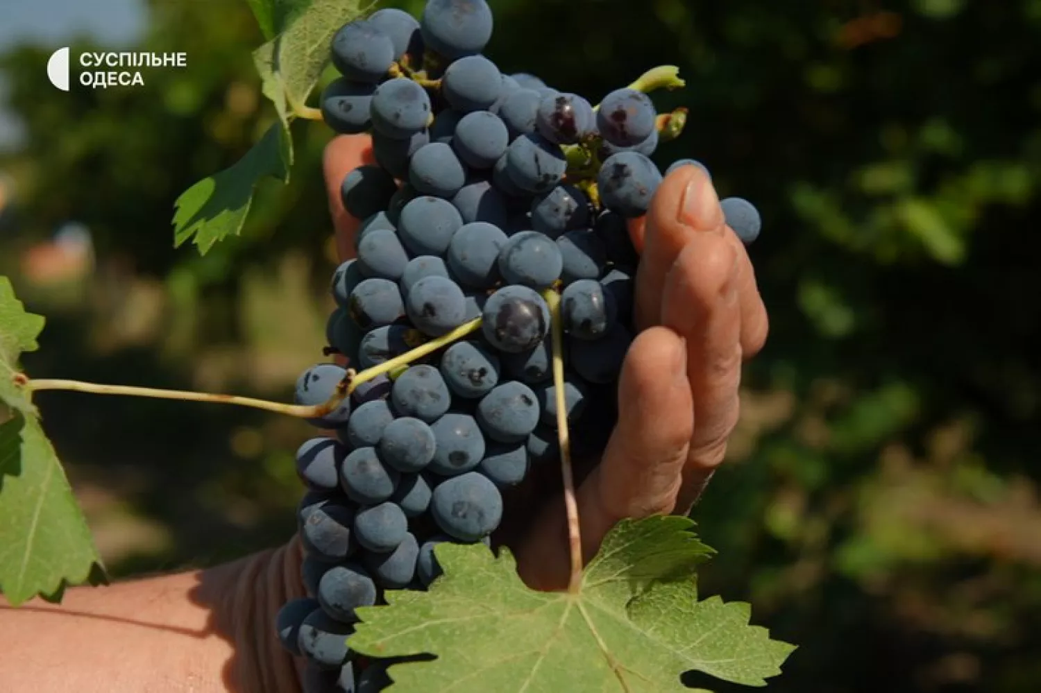 Винороби Одещини можуть отримати грант до $25 тис. Ілюстративне фото: Суспільне