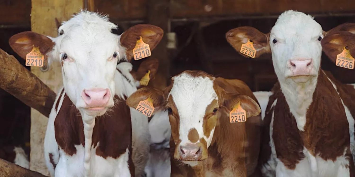 Велика рогата худоба. Фото: Getty
