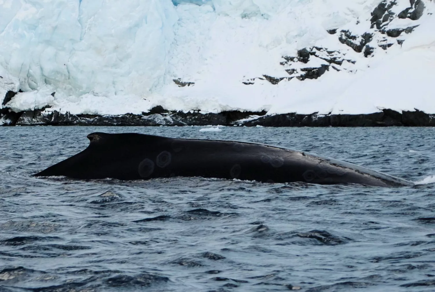 Українські полярники повідомили про ранню появу горбатих китів біля «Вернадського». Фото: НАНЦ